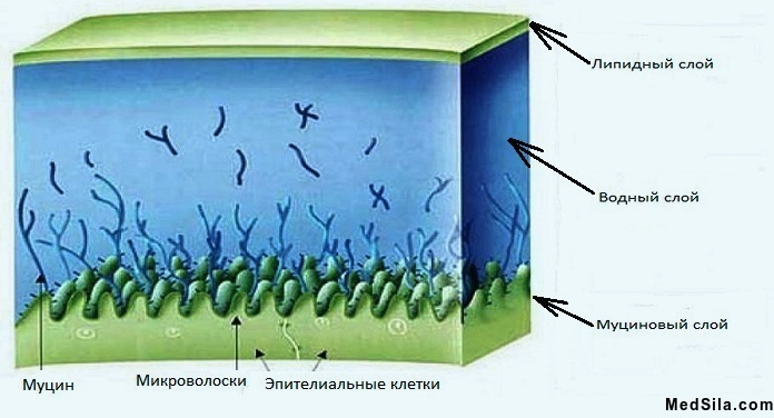 Строение слезной пленки